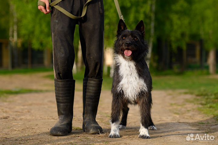 Собака в добрые руки