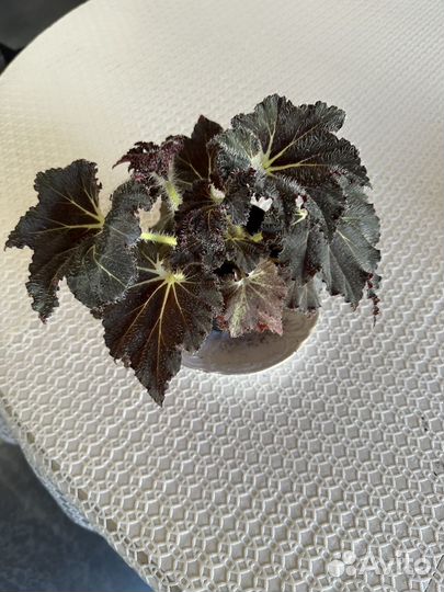 Домашние цветы