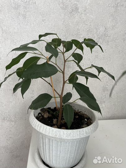 Фикус бенджамина