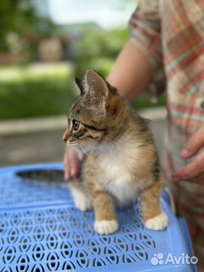 Кошечки