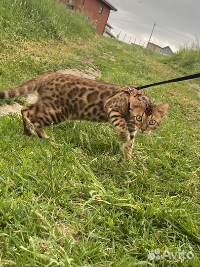 Бенгальский кот вязка