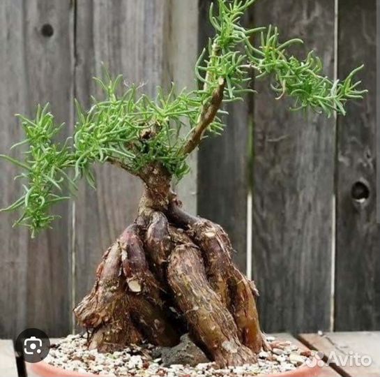 Местоклема (Mestoklema macrorhiza) семена