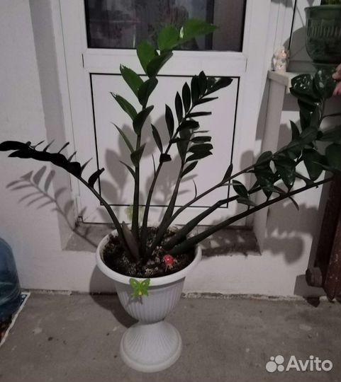 Замиокулькас