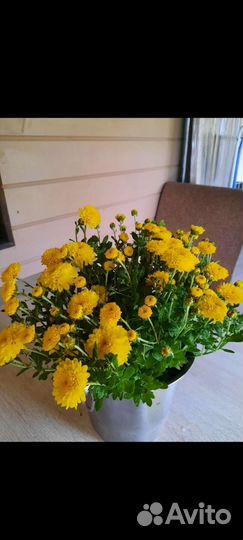 Саженцы хризантемы