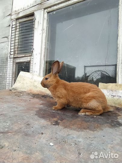 Кролики бургундские