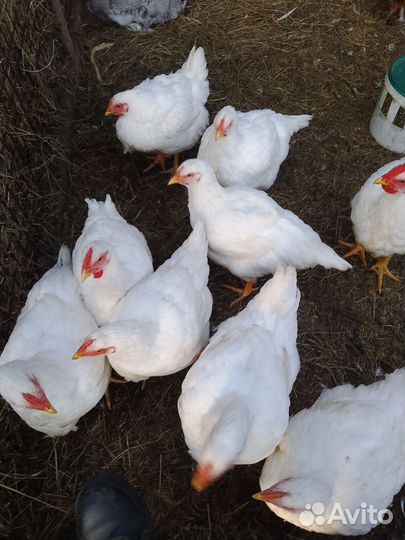 Домашние куры бройлеры