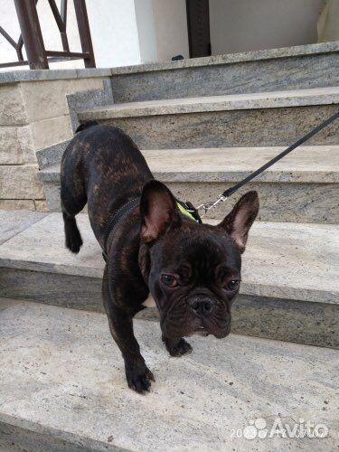 Передержка домашних животных