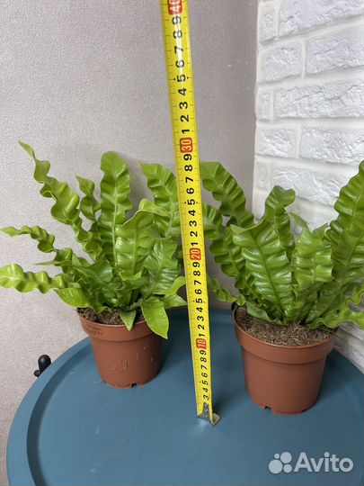 Папоротник асплениум комнатные цветы