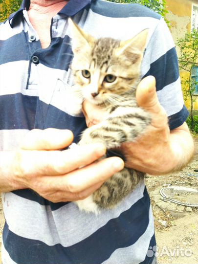 Котята в добрые руки бесплатно