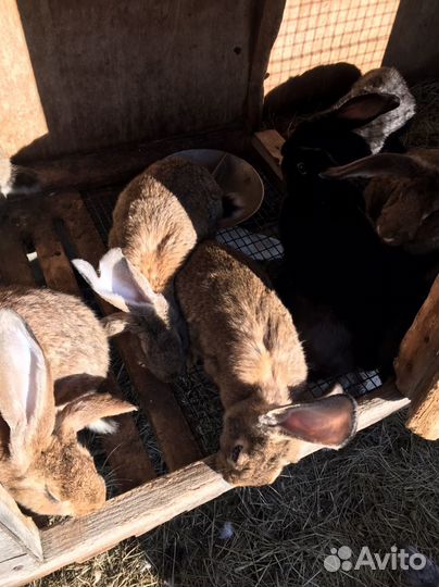 Продам кроликов живьем и мясом