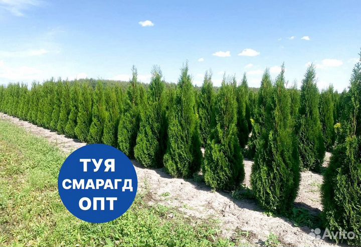 Туя смарагд рост 202,5 см /опт 150 шт