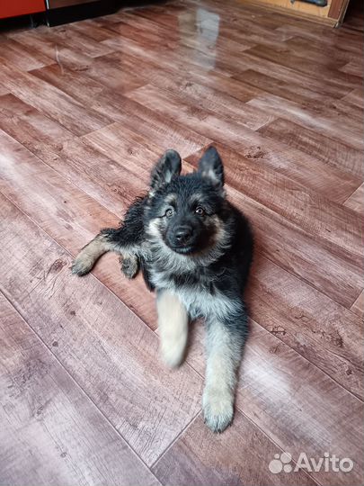 Щенки немецкой овчарки