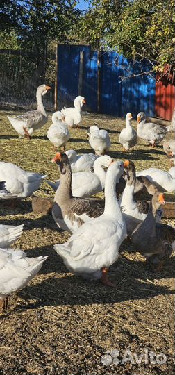 Холмогорские гуси