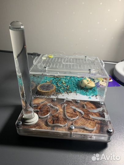 Муравьиная ферма