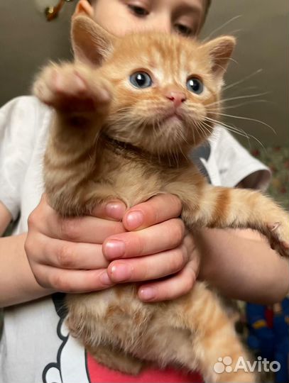 Котята бесплатно