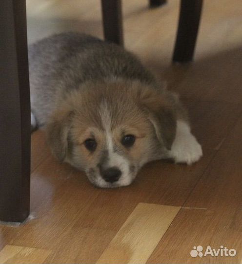 Малыши корги