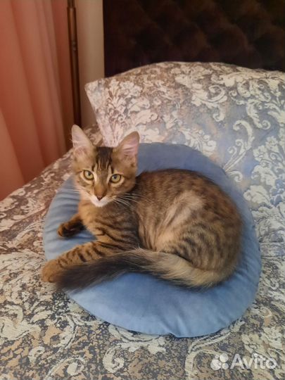 Капитошка ищет дом