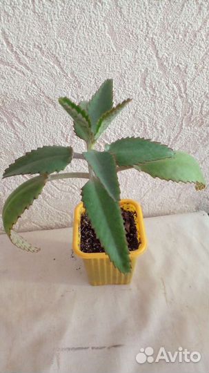 Традесканция зебрина и колонхое