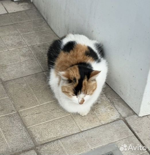 Кошечка