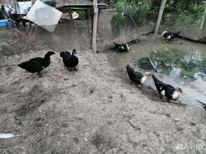 Утки индаутки гуси