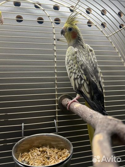 Попугай корелла