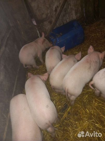 Поросята домашние
