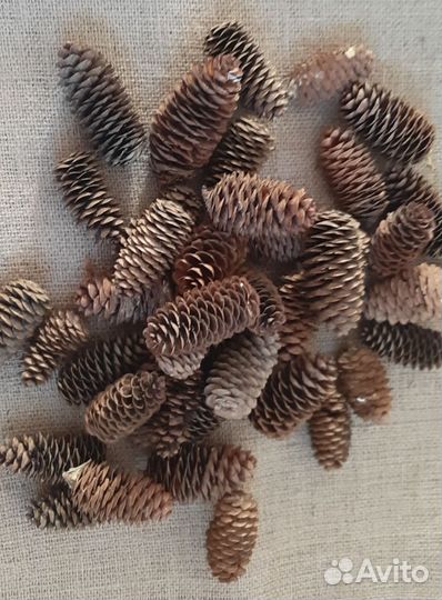 Шишки еловые