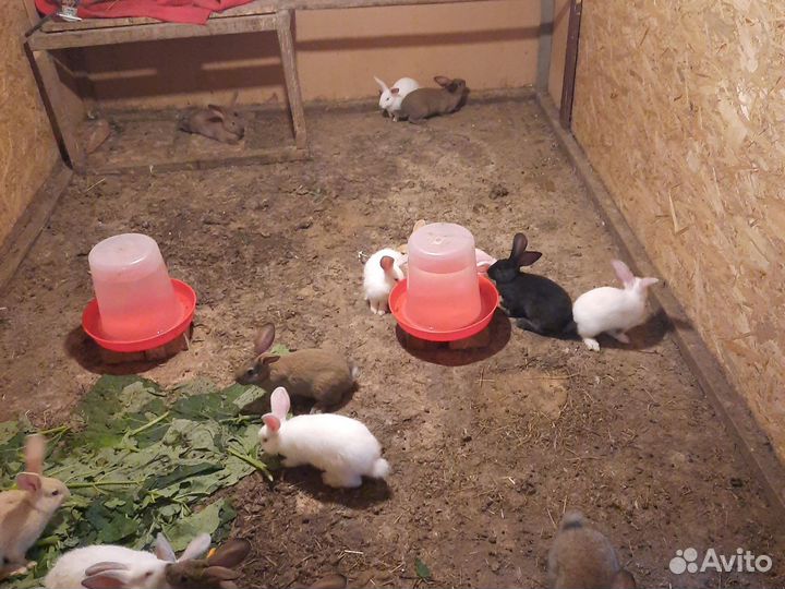 Калифорнийские кролики