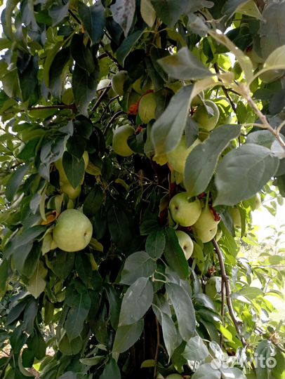 Яблоки оптом