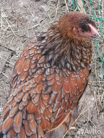 Куры молодки