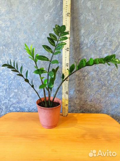 Замиокулькас