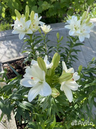 Продам лилии