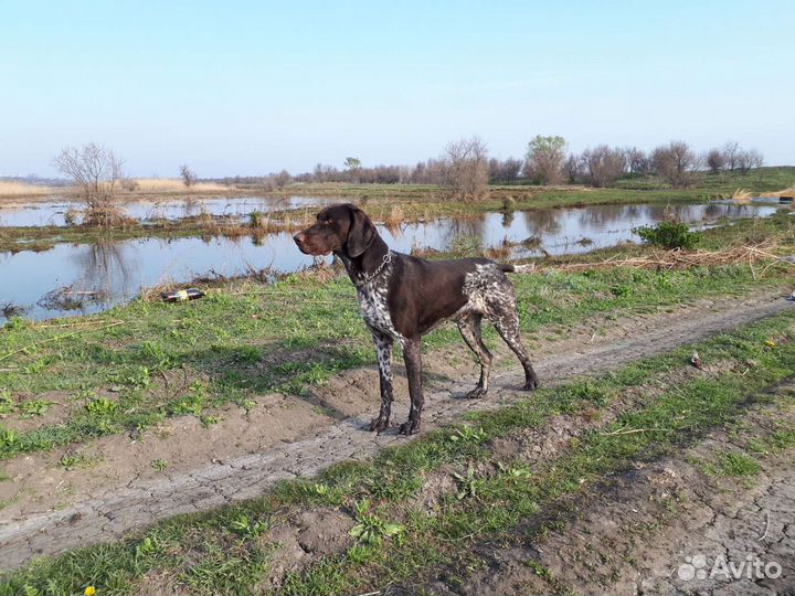 Курцхаар вязка