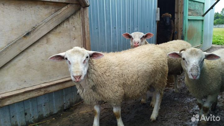 Продаются бараны кросы Дорпер-Шароле