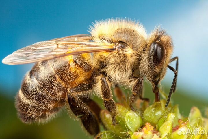 Пчелы,дадан,отводки на высадку
