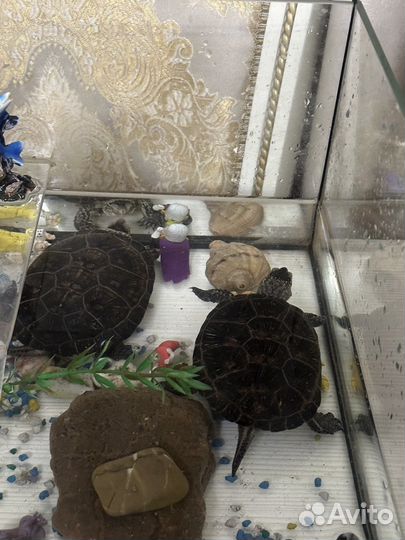 Черепаха с аквариумом