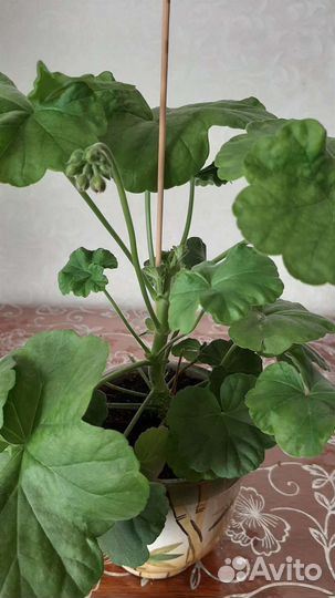 Пеларгония герань красная