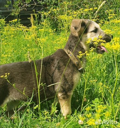 Щенок в добрые руки