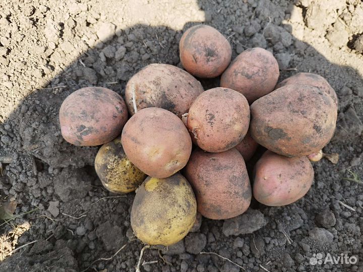 Продам картофель