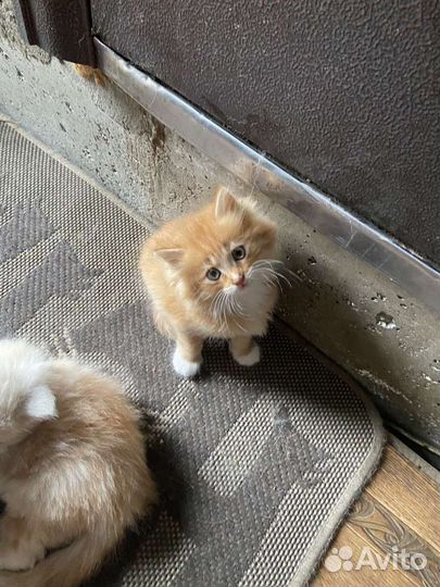 Сибирские котята от домашней кошки