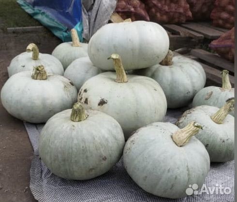 Тыква 