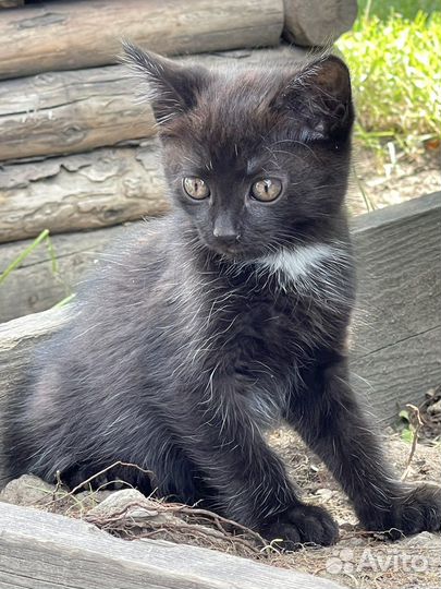 Котенок 1,5 мес