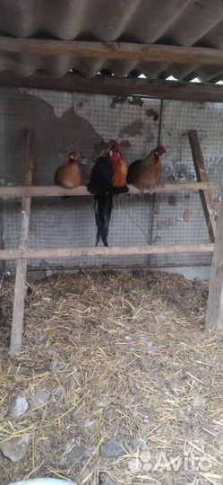 Порода феникс