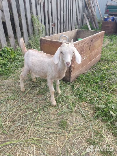 Англо нубийские козы и козел