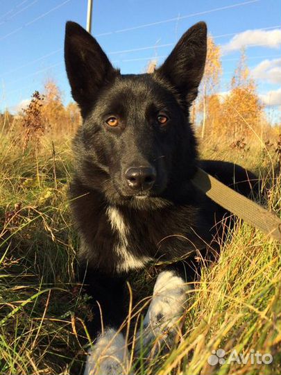 Ника ищет семью