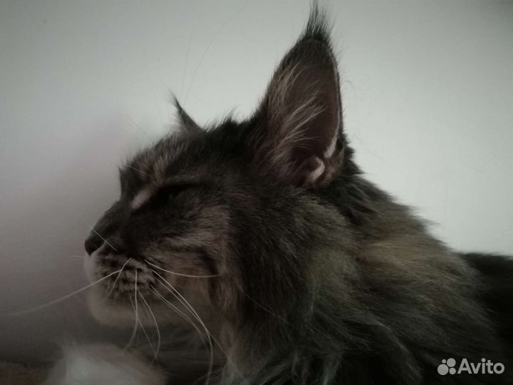 Кошка мейн-кун в дар