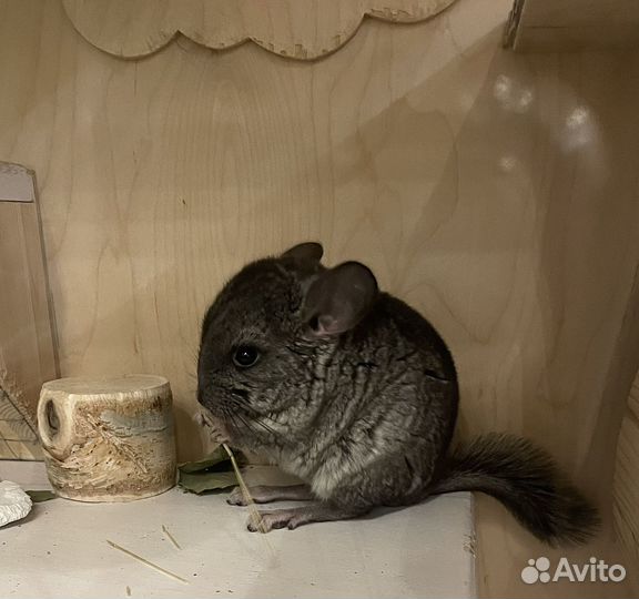 Щенки шиншиллы