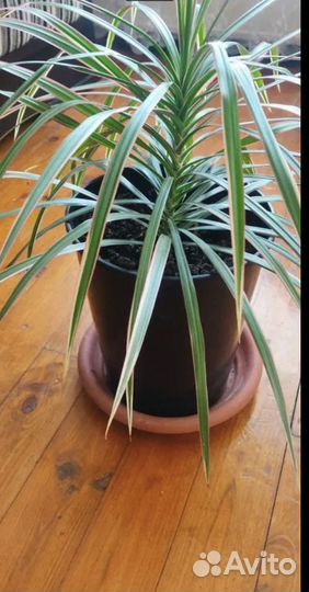 Пальма Драцена Маргината