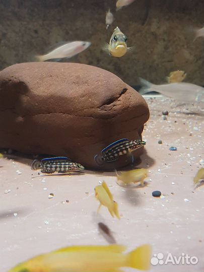 Лелеупи, юлидохромисы (Танганьика)