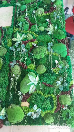 Мох стабилизированный оптом и в розницу